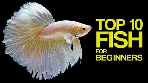 10 Best Aquarium Fish for Beginners.